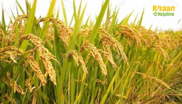 सरकार इस खरीफ सीजन में अब तक 1.06 लाख करोड़ रुपये के धान की खरीद की